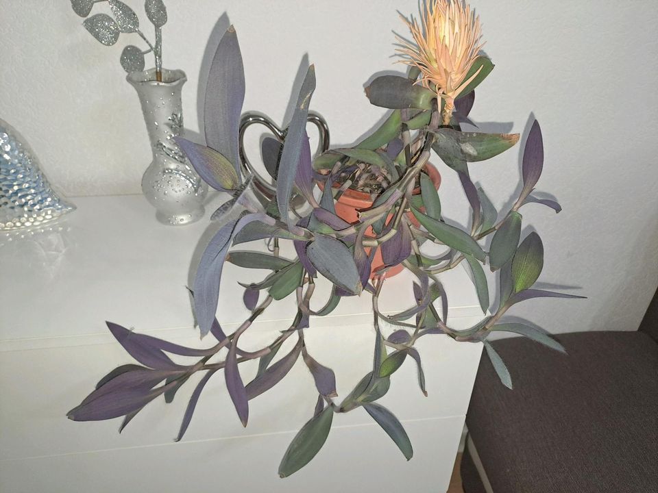 Dreimasterblume Tradescantia pallida Pflanze Blume in Herne