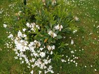 Rhododendron weiß blühend Busch Pflanze Münster (Westfalen) - Roxel Vorschau