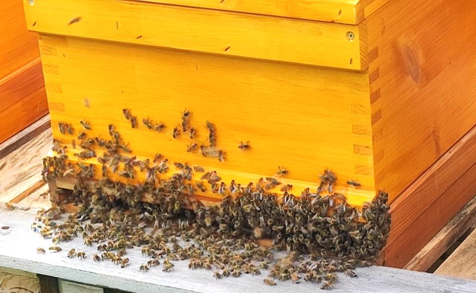 Bienen - Bienenschwarm in Markt Rettenbach