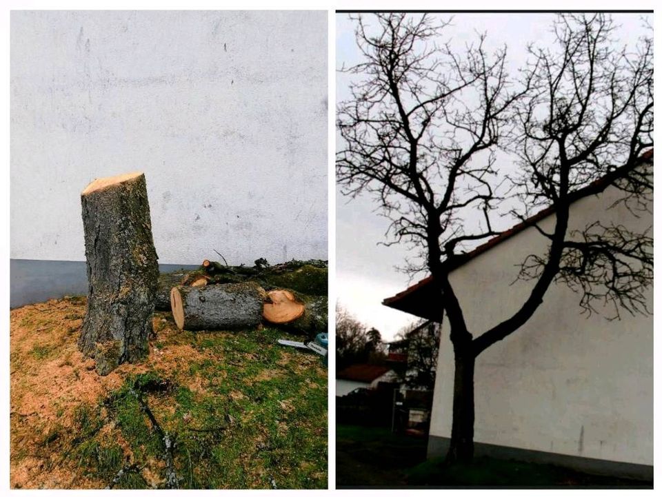 Heckenentfernung Rodung Baumentastung Baumfällung in Linden