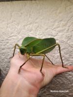 Siliquofera grandis Riesenblattschrecke Hessen - Büdingen Vorschau