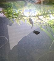 10 black molly Brandenburg - Ahrensfelde Vorschau