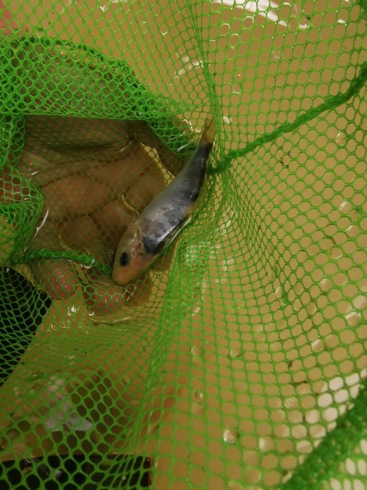 Goldfische Schleierschwanz in Lotte