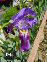 Blumenpflanze Iris lila Dortmund - Huckarde Vorschau