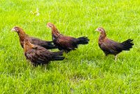 Hühner - Zwerg Italiener rebhuhnfarbig Niedersachsen - Barnstorf Vorschau