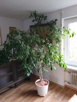 Traumhaft schöner großer Ficus Benjamin Baden-Württemberg - Backnang Vorschau
