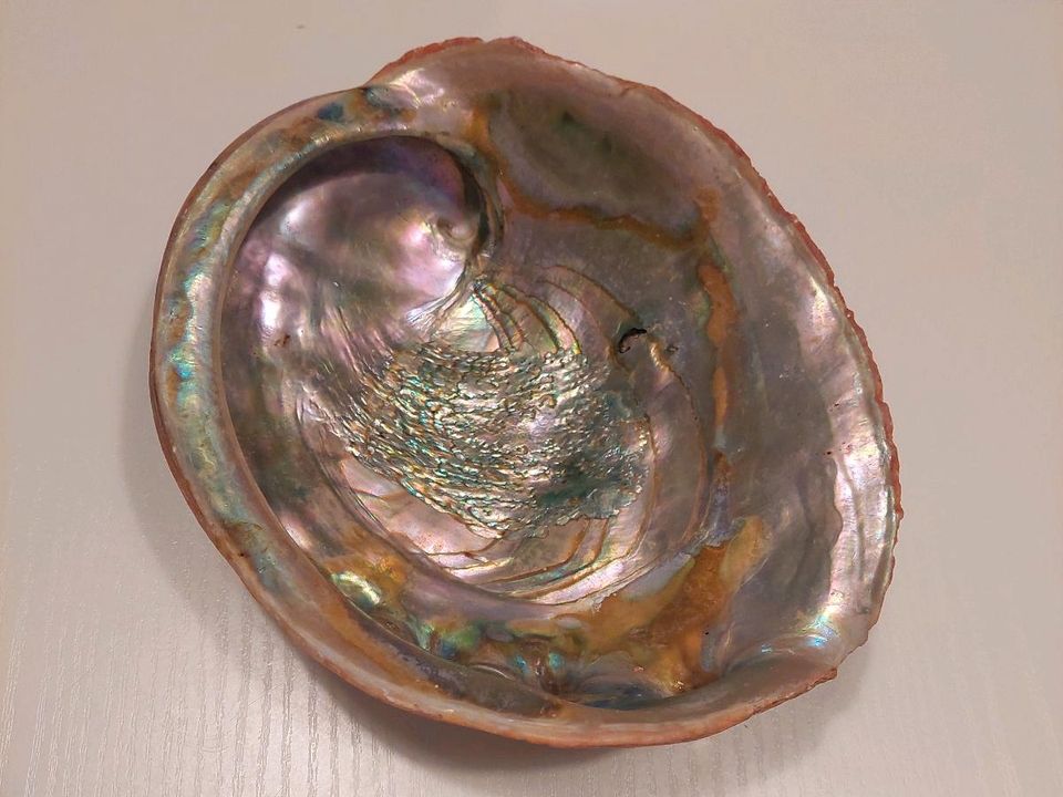 Große Abalone in Korschenbroich