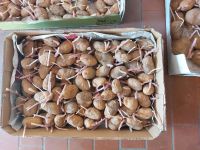 Pflanzkartoffeln Bio LINDA nicht gepudert, kg 1€, nur 3 kg kleine Niedersachsen - Bockenem Vorschau