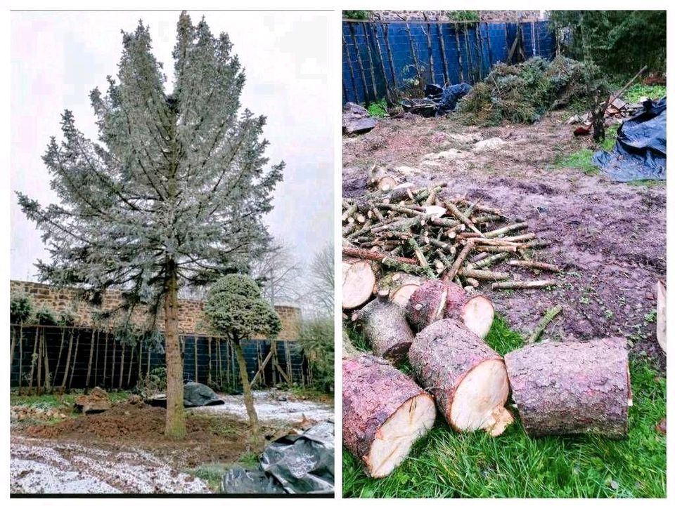 Heckenentfernung Rodung Baumentastung Baumfällung in Linden