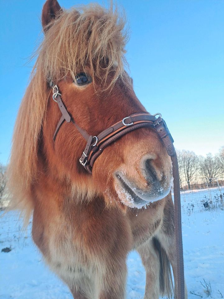 Reitbeteiligung Islandpferd- Pferd sucht Reiter in Toppenstedt