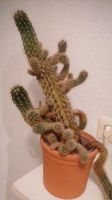 Kaktus Zimmerpflanze Pflanze Hessen - Eschwege Vorschau