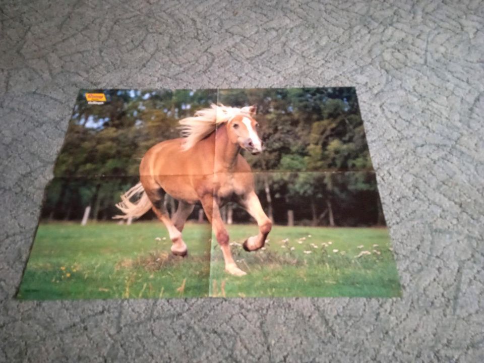 20 (40) Pferde Poster inkl. Versand Paket 1 in Langelsheim