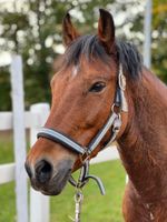 Reitbeteiligung (Pferd sucht Reiter) Hessen - Butzbach Vorschau