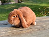 Deutsche Kleinwidder Kaninchen Rot Rammler Häsin Hasen Zucht Sachsen - Oderwitz Vorschau