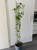 Zimmerpflanze inklusive Topf Rheinland-Pfalz - Grünstadt Vorschau