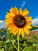 WOHNSITZUNABHÄNGIGEN GARTEN Altona - Hamburg Ottensen Vorschau