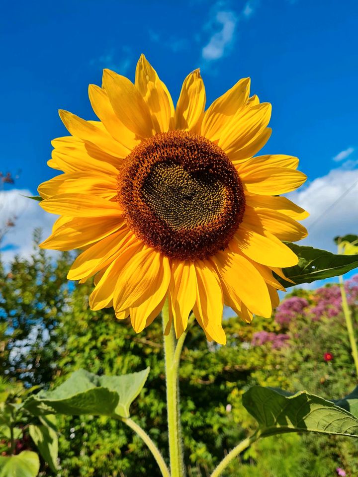 WOHNSITZUNABHÄNGIGEN GARTEN in Hamburg