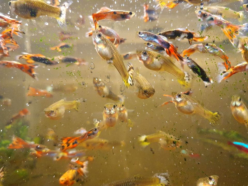 Endler Guppys in Obrigheim