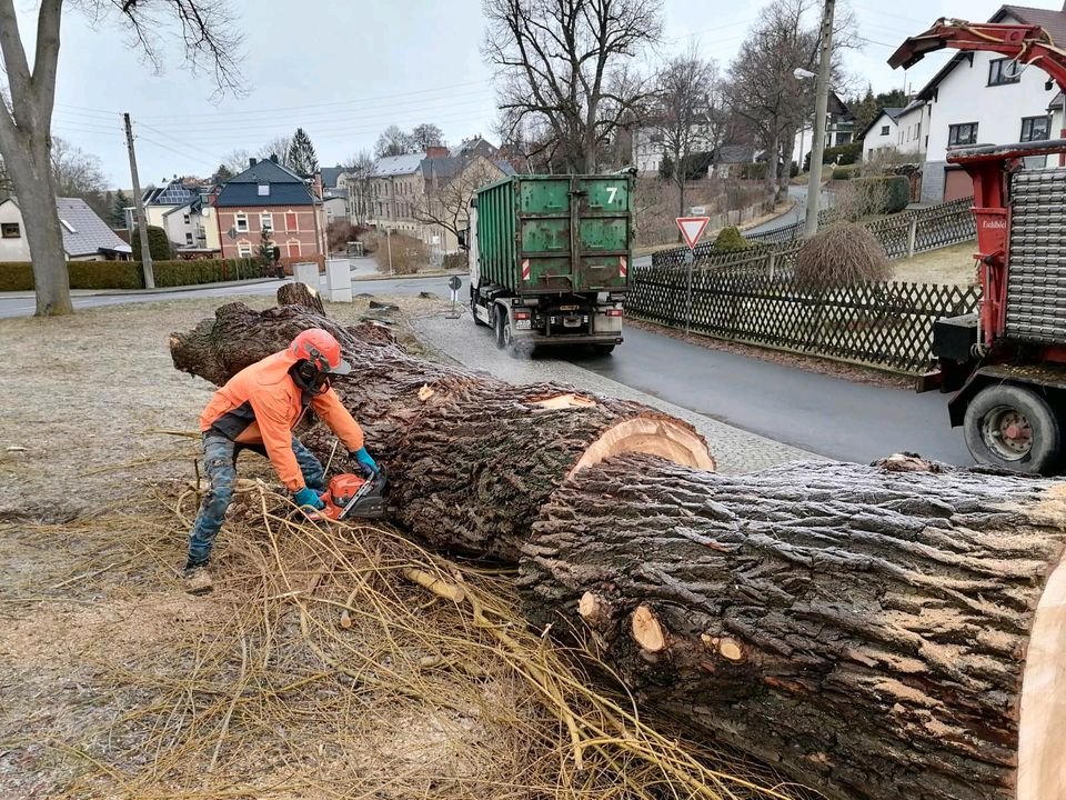 Forstarbeiten Holzeinschlag Holzrückung  Baumfällungen in Kirchberg