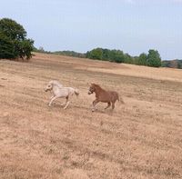 Ferienwohnung Bauernhof  Kinder reiten ponyreiten Bayern - Geroda Vorschau