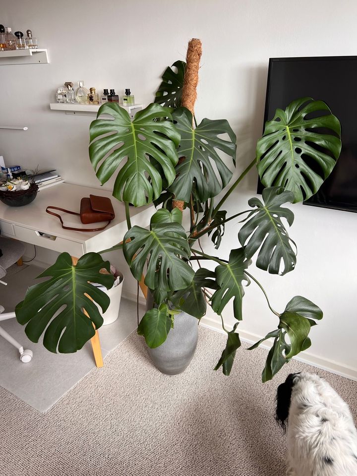 Wunderschöne und große Monstera abzugeben in Flensburg