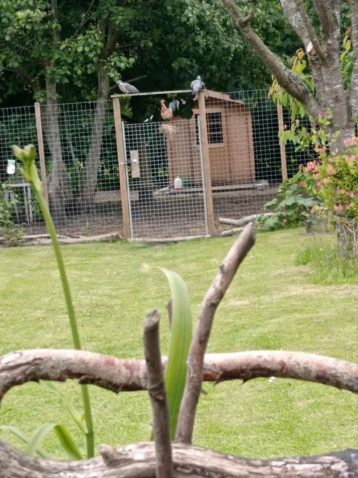 112 In Carolinensiel Wohnhaus - großer Natur-Garten in Carolinensiel