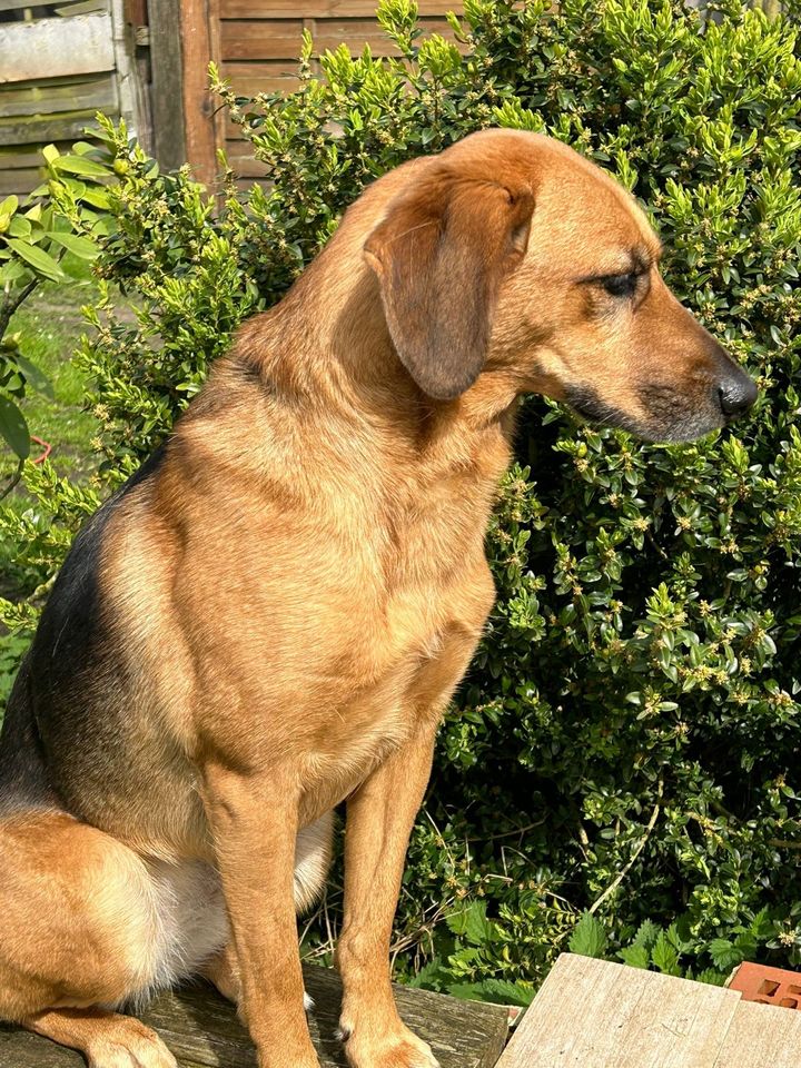 ❤️ LOLA: Toller Einzel-Hund sucht ihre Menschen ❤️ in Helvesiek