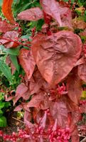 Rote Gartenmelde ☆ Spanischer Salat ☆ Alte Sorte ☆ Samen Niedersachsen - Salzgitter Vorschau