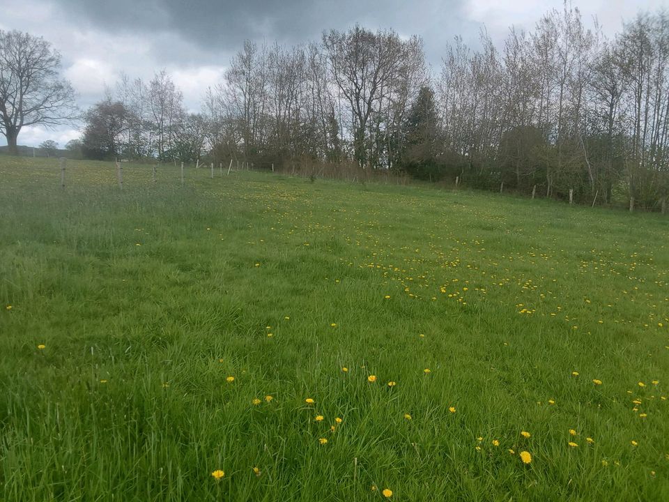 Für  Pferde  Weideland in Belau bei Wankendorf