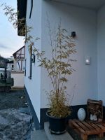 Bambus Pflanze Garten Hessen - Haiger Vorschau