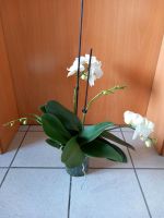 Orchideen Orchidee weiß groß Blume Pflanze Wohnzimmer Küche Hessen - Fronhausen Vorschau