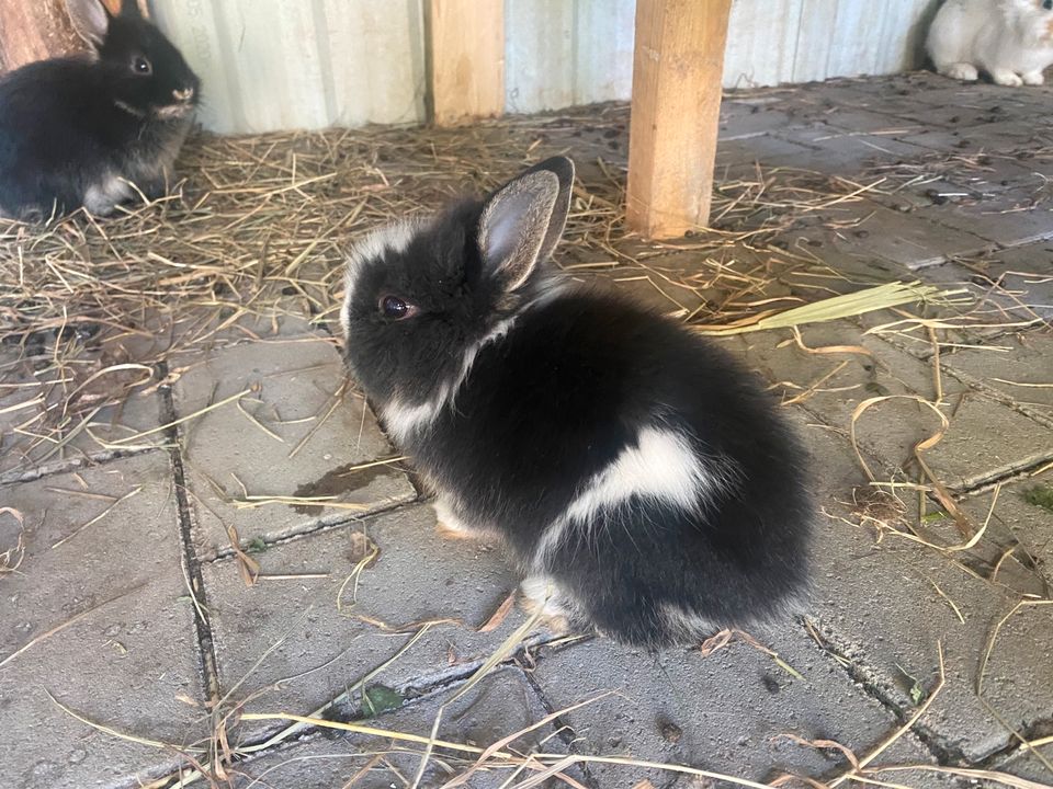 Kaninchen Zwergkaninchen in Demmin