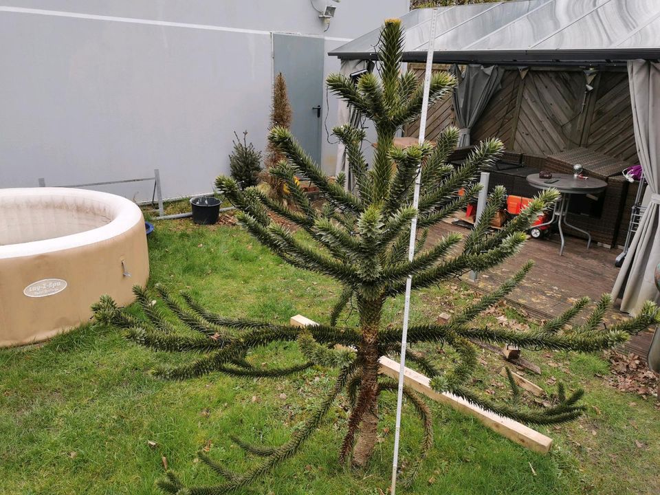 Araucaria Schmucktanne Affenschwanzbaum knapp 2 Meter in Bottrop