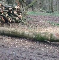 Holz / Brennholz für Selbstwerber in Hagen Nordrhein-Westfalen - Hagen Vorschau