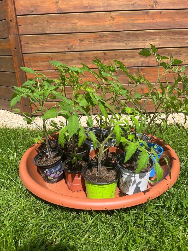 Tomatenpflanzen 20-30 cm in Titz