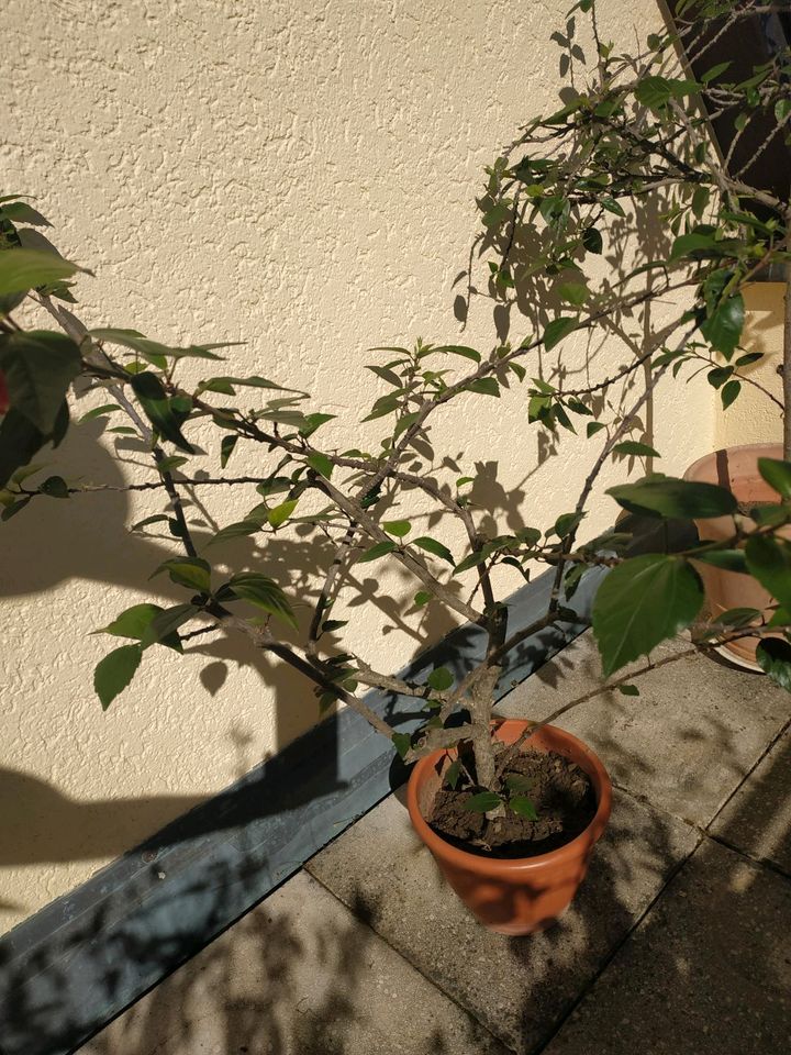 Hibiskus verschiedene Pflanzen, Hibiskusbäumchen 2.10. neue Bilde in Flein