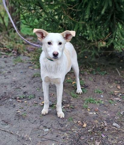 Tierschutz - Lord sucht ein neues Zuhause bei tollen Menschen! in Koblenz