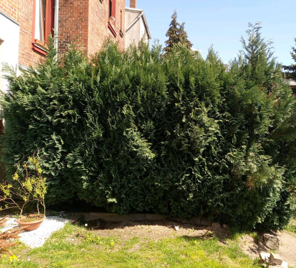 Garten Thuja Lebensbaum/Koniferen - Zu Verschenken! in Falkenstein/Vogtland