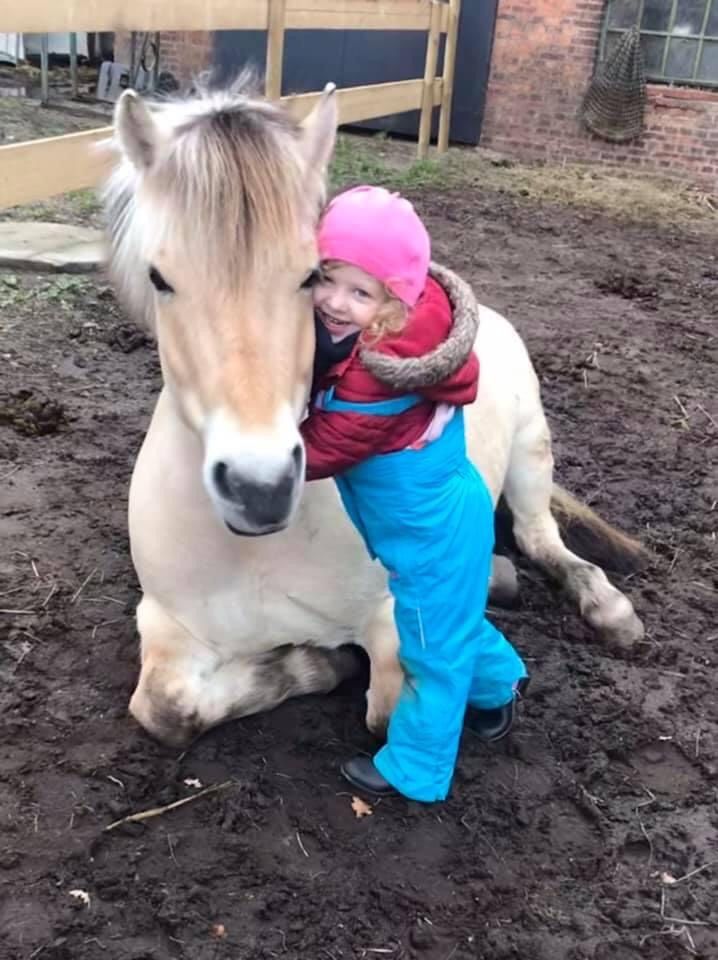 Reitbeteiligung für Norweger & Shetty gesucht in Nutteln (Holst)