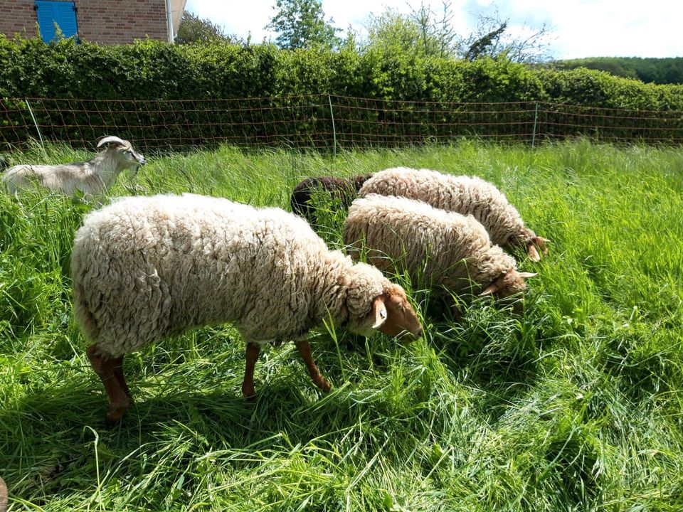 Landschaftspflege mit Schafen in Lohme Rügen