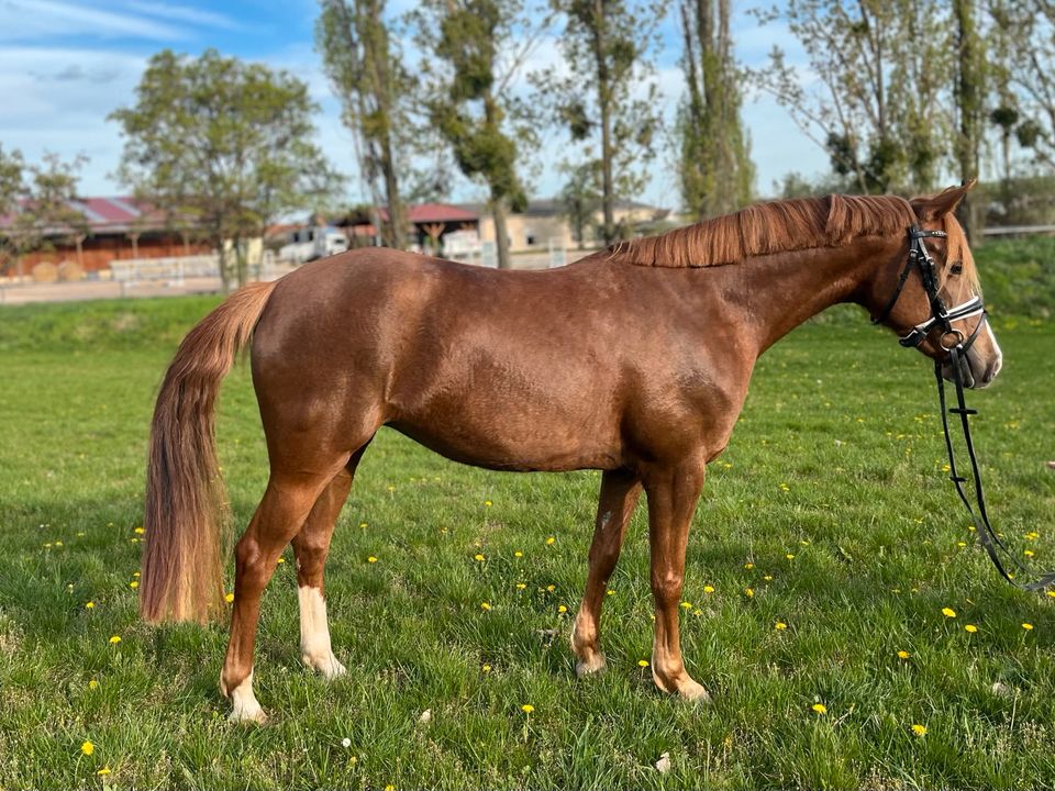 Deutsches Reitpony Stute Springpony Freizeit Anfängerpony VS Pony in Nesse-Apfelstädt