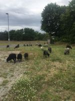Schafwolle vom Ökohof, nur zum düngen oder mulchen Brandenburg - Groß Kreutz Vorschau