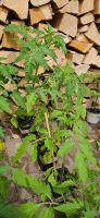 Tomatenpflanzen Bio Anzucht mit Blüten, Paprika  "Sale!"!!!! Rheinland-Pfalz - Mayen Vorschau