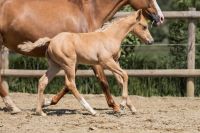 Quarter Horse Hengst Fohlen, Palomino, Top Abstammung Bayern - Königsmoos Vorschau