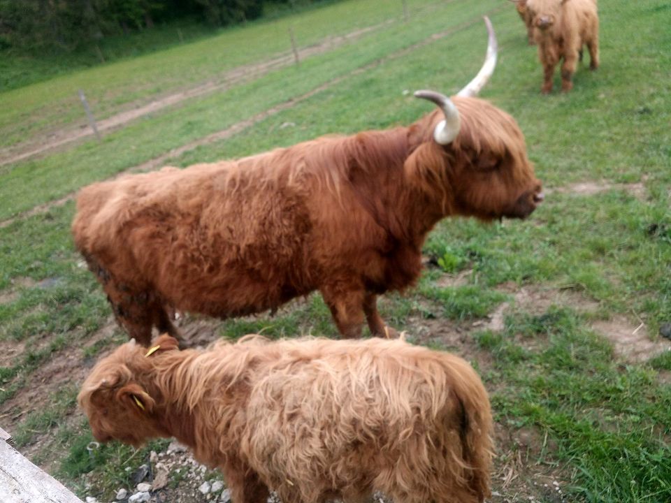 Highland Cattle, Hochlandrind, Färse in Pentling