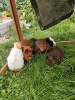 Fünfköpfige Meerschweinchen Gruppe sucht neues liebevolles Zuhaus Bayern - Waldkraiburg Vorschau