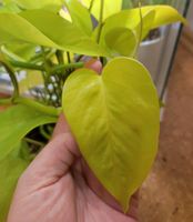 Ableger Epipremnum aureum neon zum Tauschen Gerstetten - Dettingen Vorschau