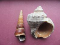 dekoration, Turmschnecke und Muschel, je 8 cm lang Hessen - Biebertal Vorschau