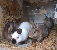 Verkaufe Russen Kaninchen Mix Sachsen - Aue Vorschau