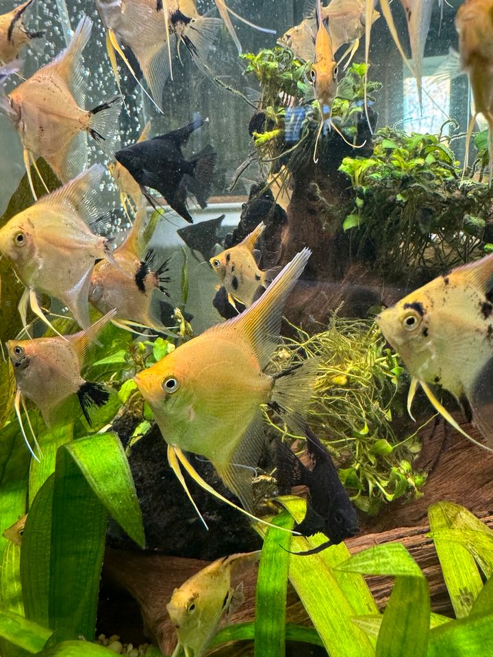 Schöne und große Skalar Jungtiere Aquarium Fische in Stuttgart